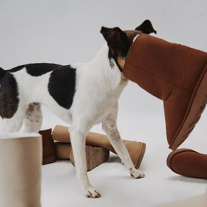 A dog standing with its head in a shoe, against a white background among shoes.