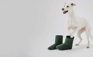 A Kind Step Forward - How Every Green Pair Helps Rescue Dogs
