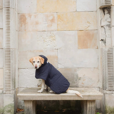 Dog Hoodie Navy Blue