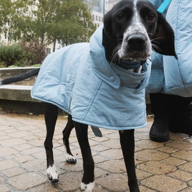 Dog Hoodie Sky Blue