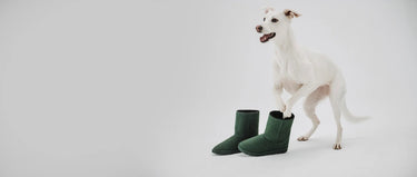 White dog standing next to two green dog boots on a light gray background